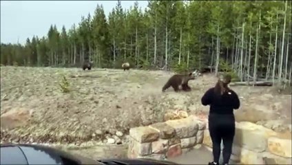 Elle risque sa vie pour un selfie avec un ours