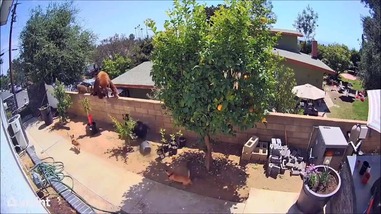 Elle chasse un ours qui veut s'en prendre à ses chien... courageuse