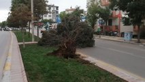 Aksaray'da şiddetli rüzgar ağacı kökünden söktü