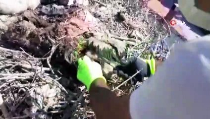 Plastik ipler, yavru leylekleri tehdit ediyor