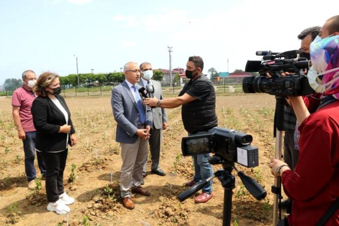 Türkiye'de çay üretilen 31 ilçe tek tek taranarak en önemli çay genotipleri Çay Gen Havuzu'nda toplandı