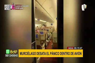 ¡Terror a bordo! Murciélago desata pánico en avión y obliga a un aterrizaje de emergencia