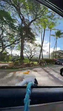 Bird Surfs on Window Sill