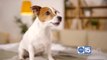 PetSmart talks about easing pet anxiety when you return to work