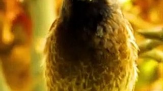 Call Of Pycnonotus Cafer Bulbul Bird