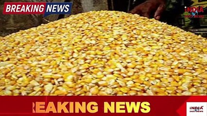 प्राथमिक स्कूल में सड़ रहा सैकड़ो टन अनाज, लोगों का दुर्गंध से बुरा हाल