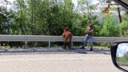 Muğla'da bariyerlerde asılı kalan eşeği çevredeki vatandaşlar kurtardı