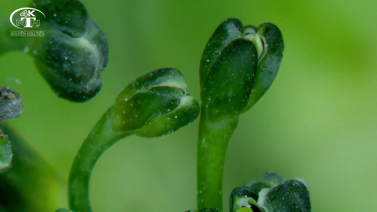 BROCCOLI and CAULIFLOWER under a microscope BÔNG CẢI XANH và BÔNG CẢI