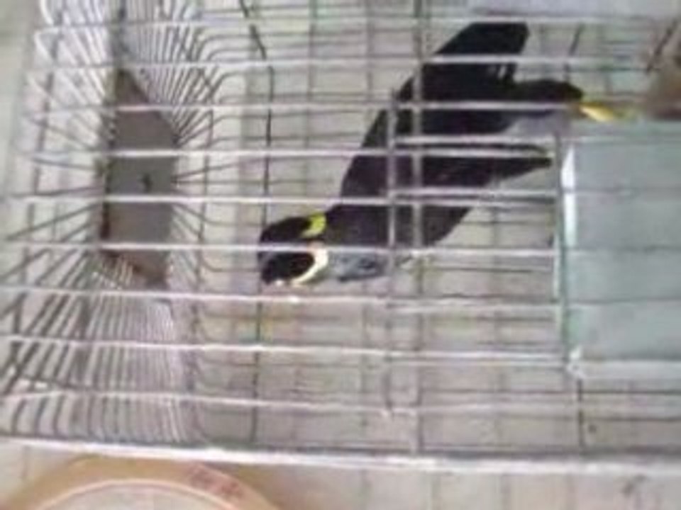 l'oiseau qui parle