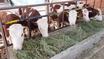 Ailenin neşe kaynağı beşiz doğan buzağılar 10 aylık oldu