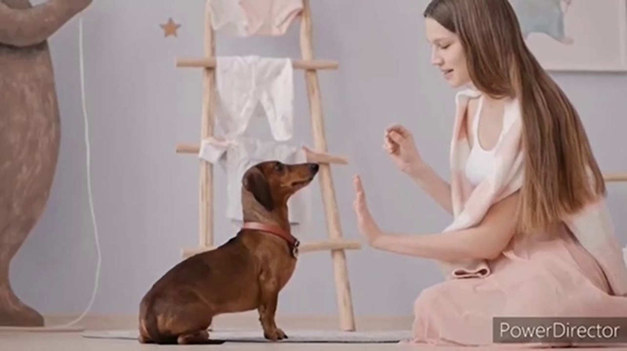 Cute Dog #short2