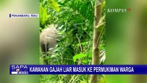 Kawanan Gajah Liar Masuk Permukiman Warga di Riau