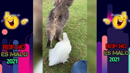 Crazy and Funny Animals Doing Crazy 2021 (2)