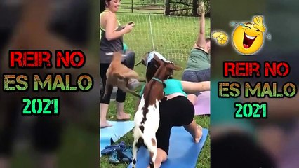 Laughing is not bad 2021 pets