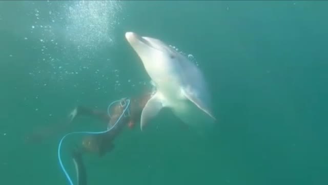 El delfín Manoliño pone en peligro la integridad física de los mariscadores de la ría de Noia