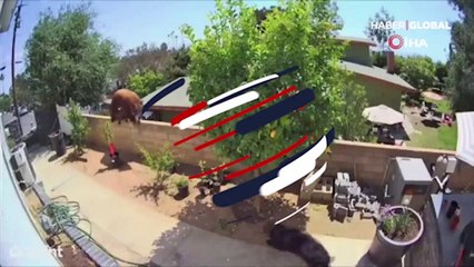 Cesareti yürekleri ağza getirdi! Köpeklerini kurtarmak için ayıyı elleri ile itti