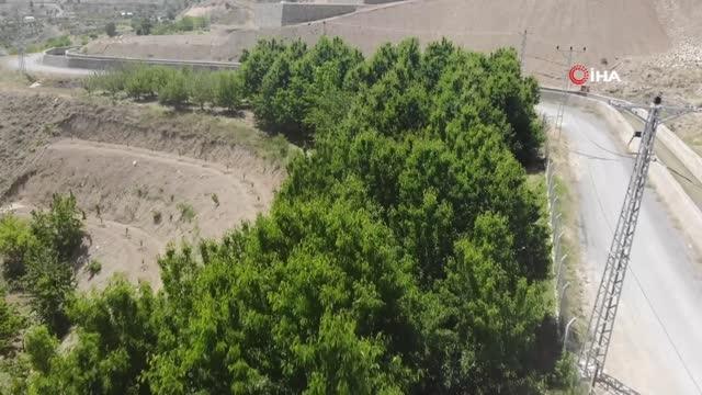 Tescilli dalbastı kirazında ürün kaybı