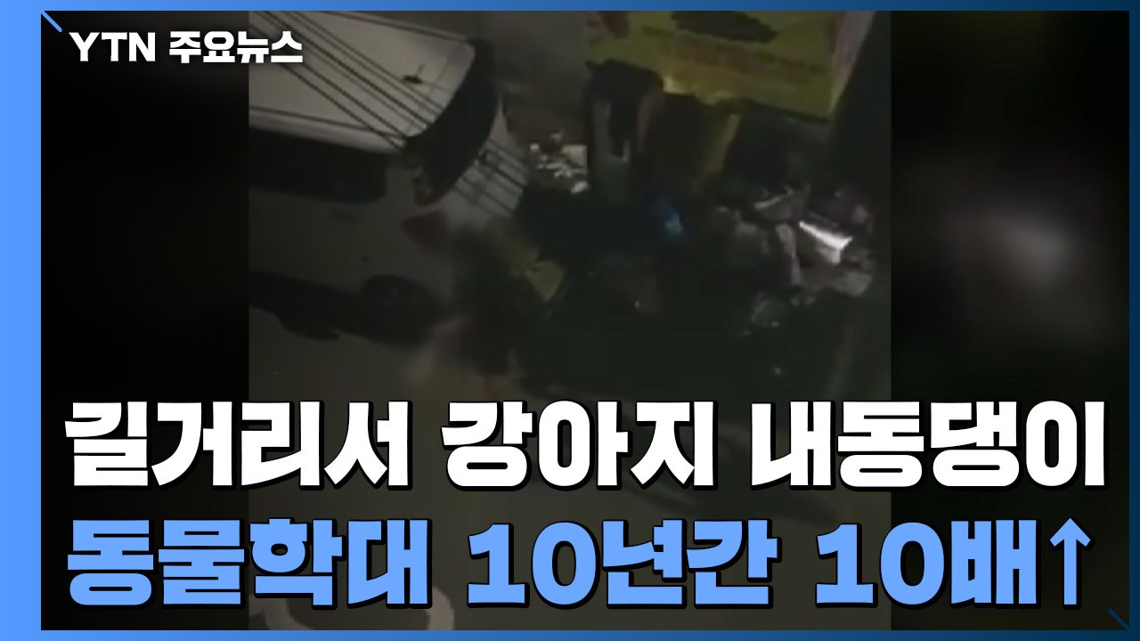 [제보는Y] 길거리서 강아지 '내동댕이'...동물학대 10년간 10배↑ / YTN