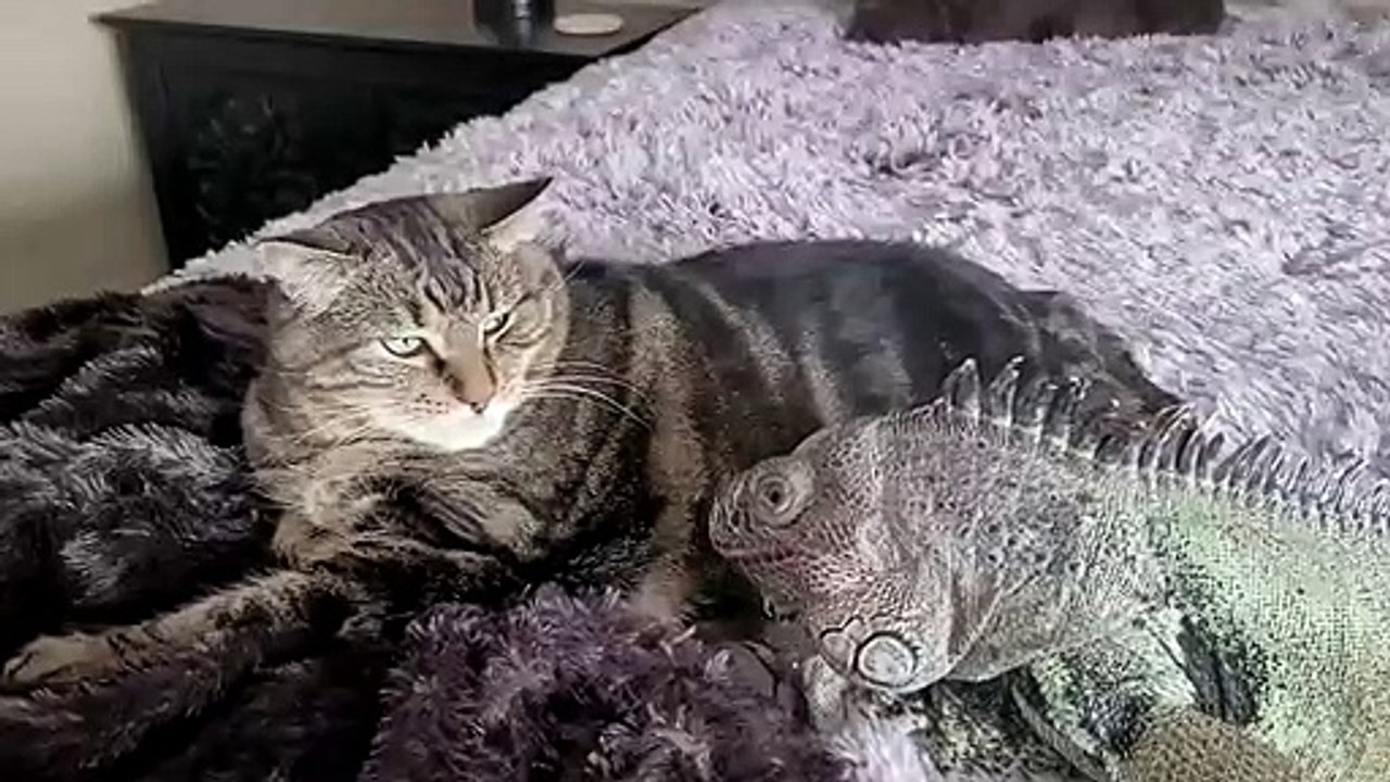 Lizard Caught Playing with Kitty Buddy
