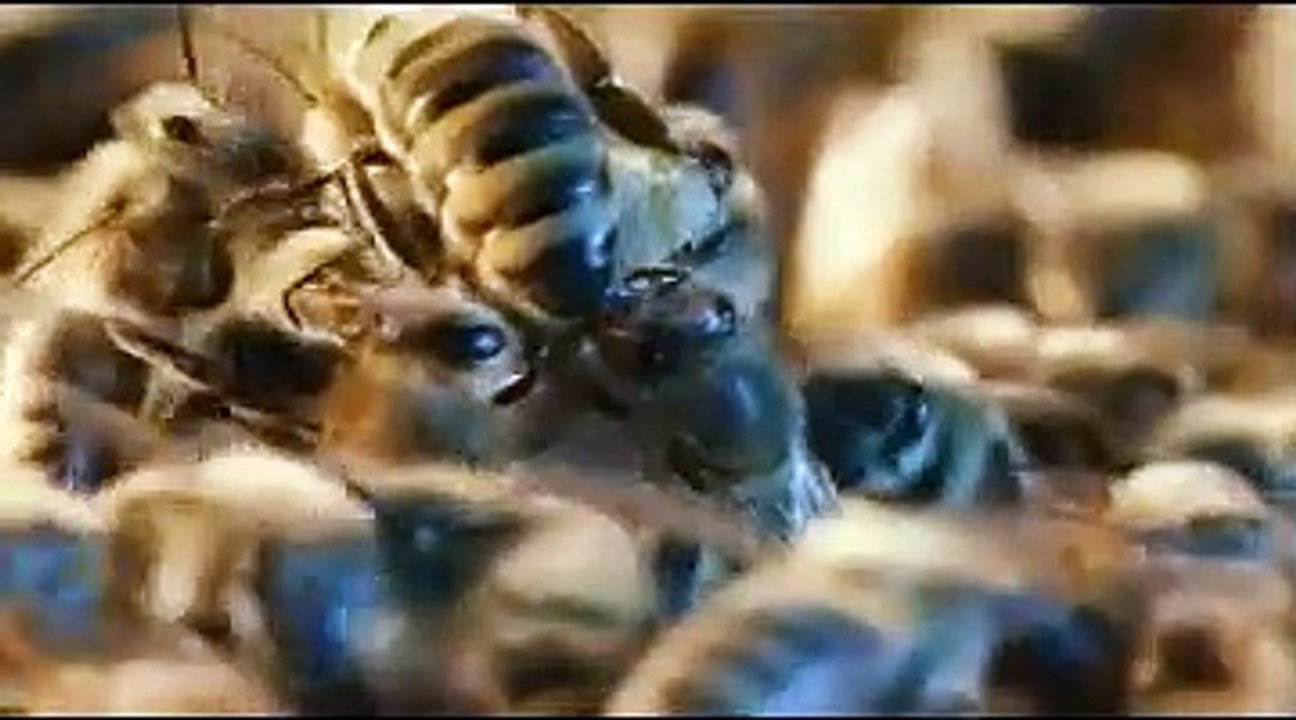 Des abeilles et des hommes