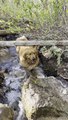 Retriever Chills Out in Creek during Hike