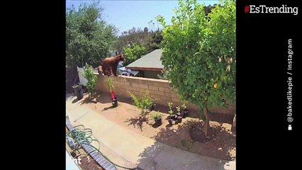 Download Video: Joven defiende a sus perros luego de que una osa llegara con dos crías a su vivienda