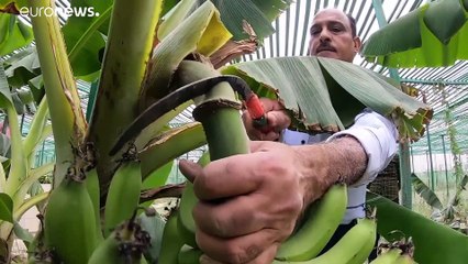 شاهد: أولى المحاولات لزراعة الموز في البصرة العراقية تتكلل بالنجاح