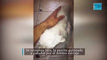 Se recupera Mía, la perrita golpeada a patadas por el árbitro salvaje