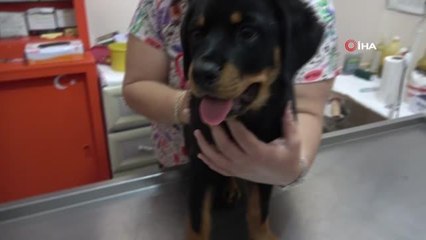 Veterinere şaşırtan soru: "Kedi, köpeğe taktığınız çipi kızıma da takabilir misiniz?"