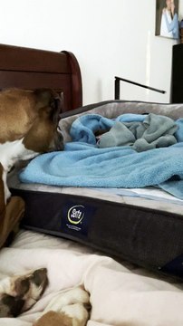 Rescued Boxers Motherly Instincts Kick in For New Puppy