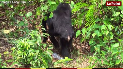 Les grands singes : des Hommes pas comme les autres