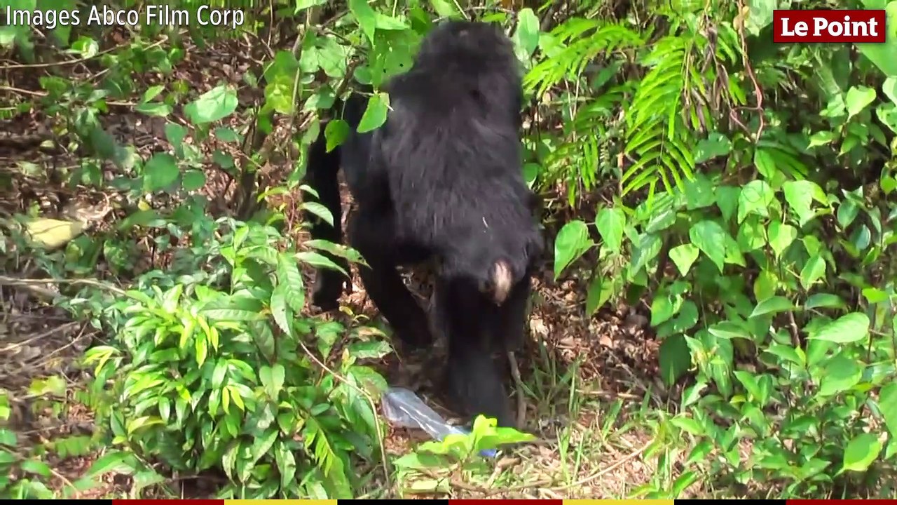 Les grands singes : des Hommes pas comme les autres