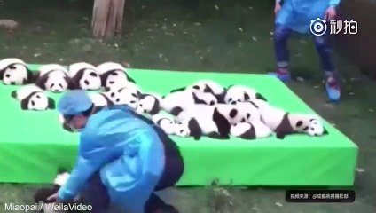 Pandalar rekor kırdı!