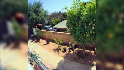 Impressionante: Jovem luta com urso para proteger cachorros; veja o vídeo