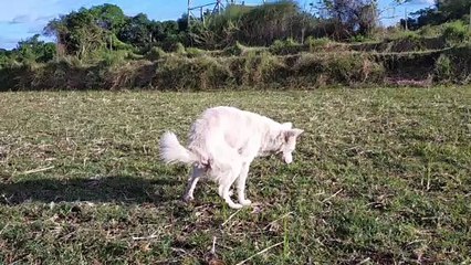 Happy Creamy Dog (pooping)
