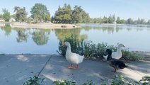 Geese and ducks looking for shade