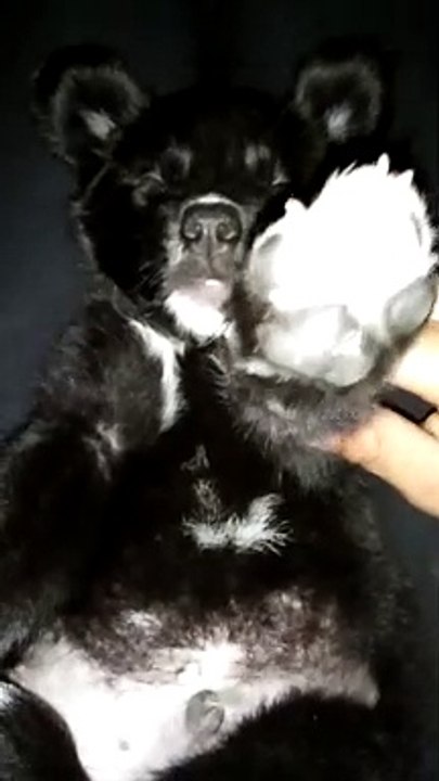 My cute Puppy