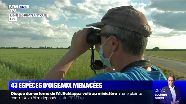 En France, 43 espèces d'oiseaux sont sur le déclin