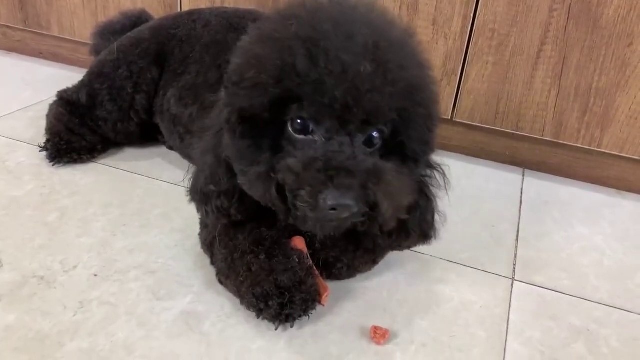 Funny Dogs - SuperMan Dog Or Wonder Woman Cat ! Who's gonna win_ _ _hearts_ HSM FAMILY _hearts_ ( 720 X 1280 60fps )