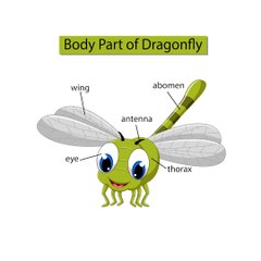 Discover the Body Parts of Insects 🐞 | Fun Learning for Kids