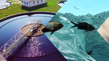 Que faire face à la menace des armes anciennes qui gisent au fond de nos océans ?