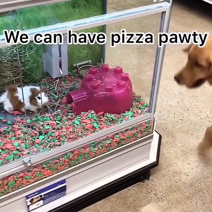 Cute baby animals Videos Compilation cute moment of the animals #45