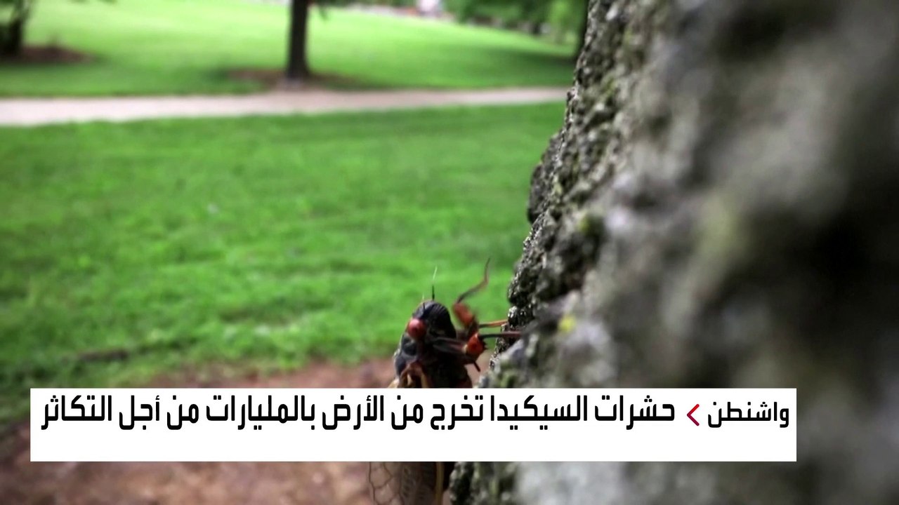 انها ظاهرة تحدث كل سبعة عشر عاما في الشرق الاميرك