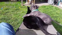 Adorable Dogs And Cats Playing Together -  Funny Dog And Cat Videos