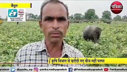 BETUL: एक दर्जन से अधिक गांवों में हुई फसल खराब