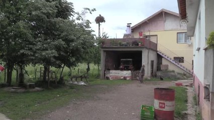 6 yıldır aynı yere yuva yapan leylekler köyün maskotu oldu