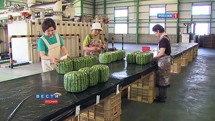 Square watermelons Japan How it looks inside? Engl
