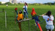 A colorful Birds perched on metal pole *