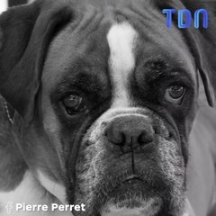 Pierre Perret annonce une triste nouvelle à ses fans...