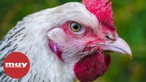 Detectan el primer caso humano de gripe aviar H10N3